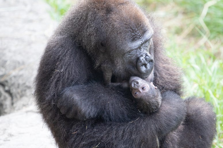 mother and baby gorilla