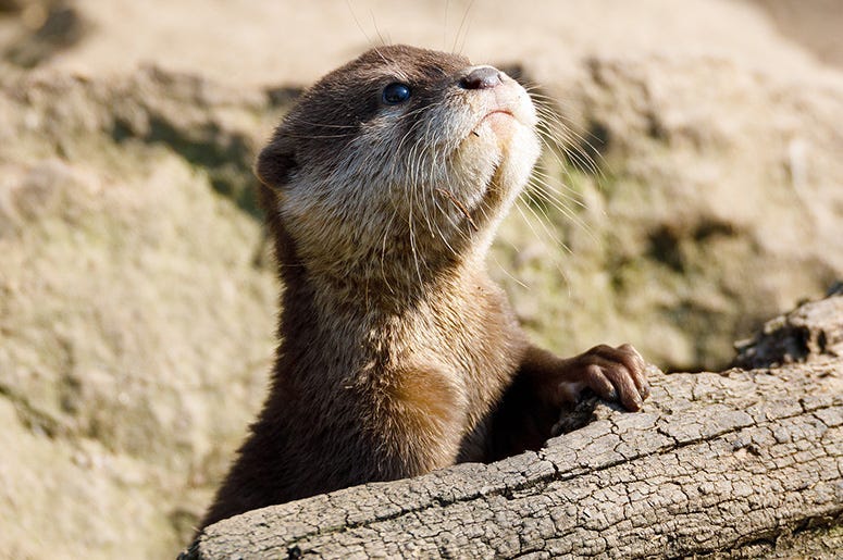 baby otter