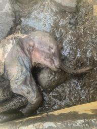 An image of Nun cho ga after being discovered. 