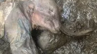 30,000-year-old mummified baby wooly mammoth discovered perfectly preserved