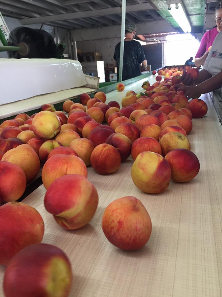 Bader Peach Farms