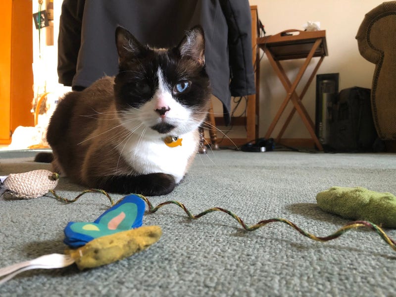 Baggerman's Cat