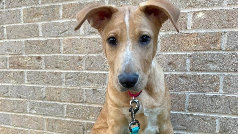 Bailey @ Austin Humane Society