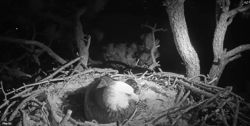 Bald Eagle LIVE Cam