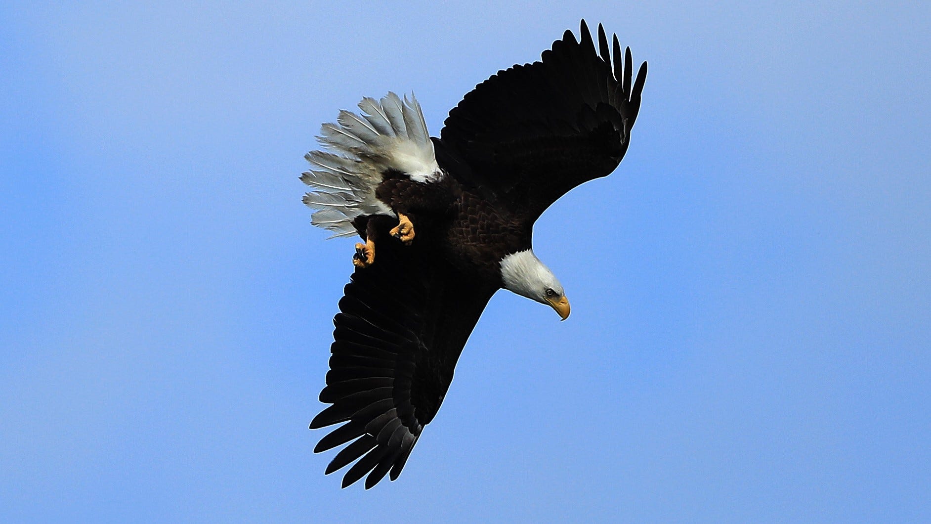 Almost half of America's bald eagles have lead poisoning
