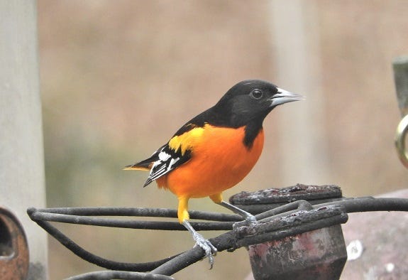 An adult male Baltimore oriole frequents a jelly feeder in North Charleston.