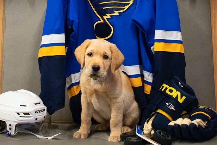 St. Louis Blues puppy.