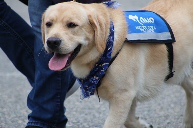 Barclay the St. Louis Blues team dog