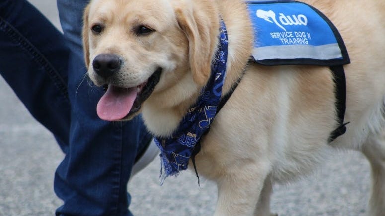 WATCH: Blues' dog Barclay officially graduates