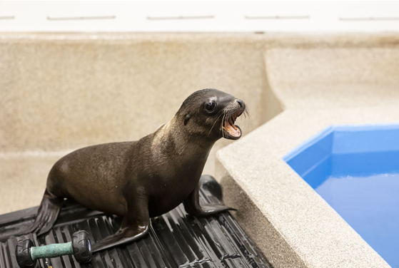 baby seal barking