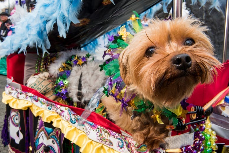 Barkus 
