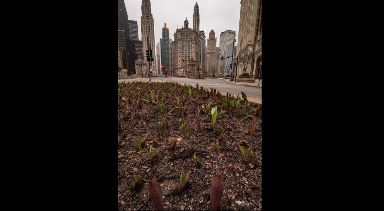 Springtime Chicago