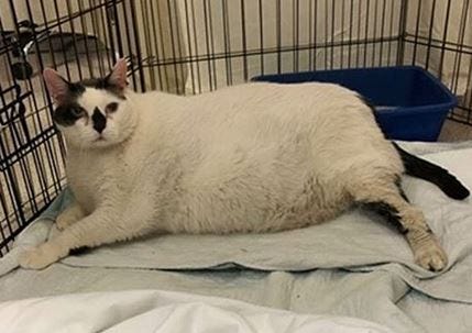 Barsik the rescue cat is going on a diet.