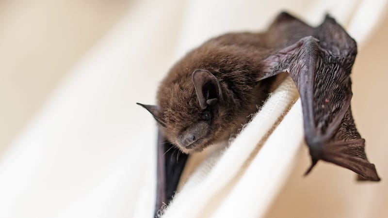 Bat