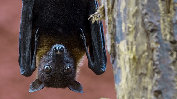 Illinois man dies of rabies after waking up with bat on his neck – first human case in the state since 1954