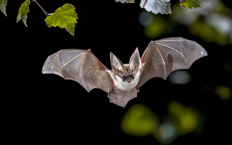 Bat Eviction Anderson County Health Dept.