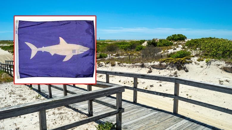 6-foot sharks spotted off Suffolk shore as Nassau launches new warning system