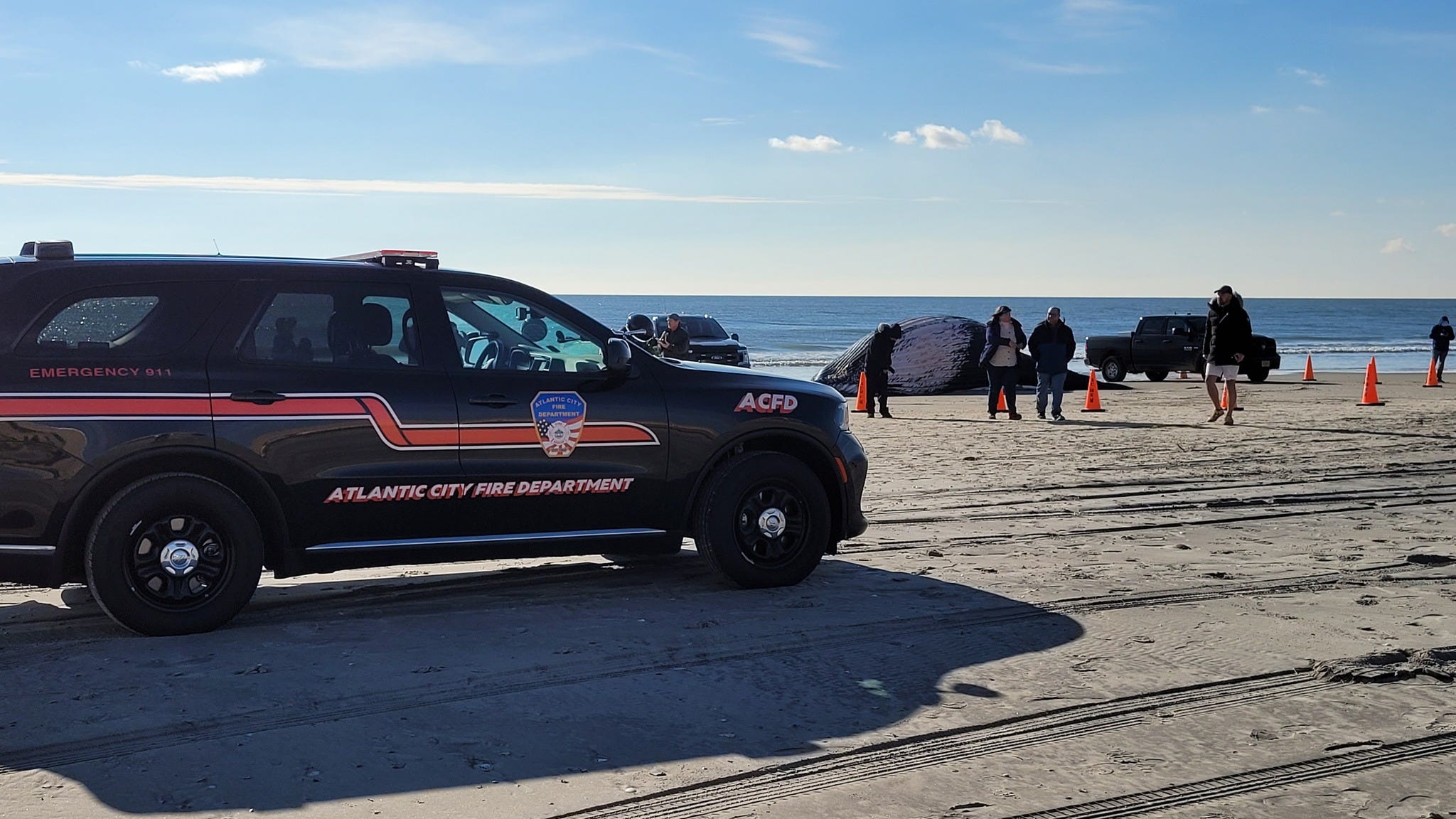 Another dead humpback whale washes up at Atlantic City beach