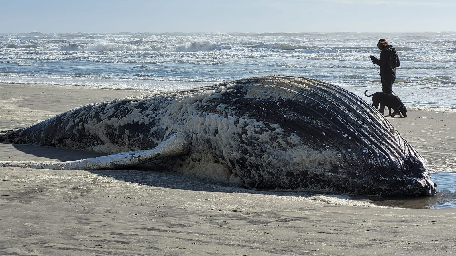 Environmentalists: NJ whale deaths not caused by offshore wind