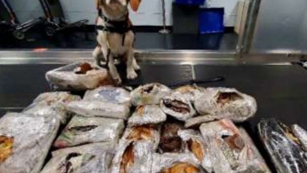 Good boy intercepts contraband meat at O'Hare, federal handlers say