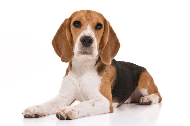 Beagle