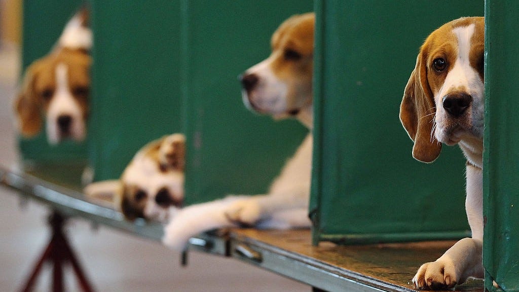 4,000 beagles to be rescued from breeding facility