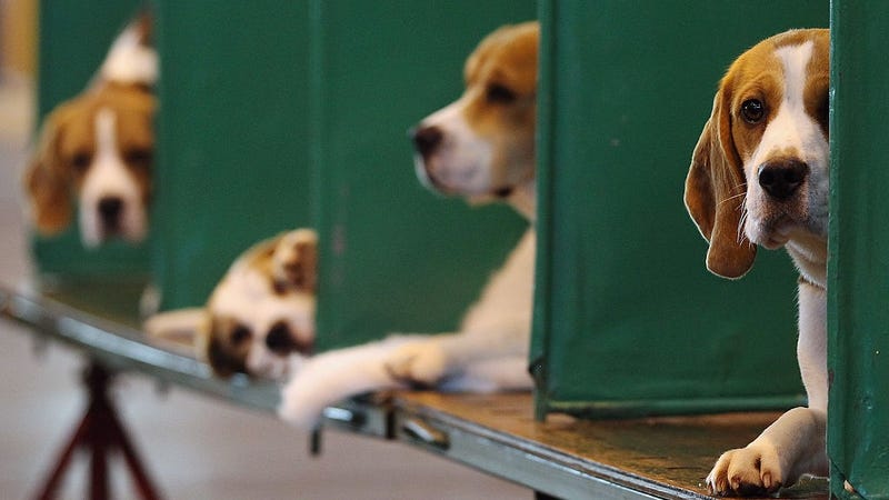 Beagles sit in their kennels on the fourth and final day of Crufts at the Birmingham NEC Arena on March 11, 2012 in Birmingham, England. 