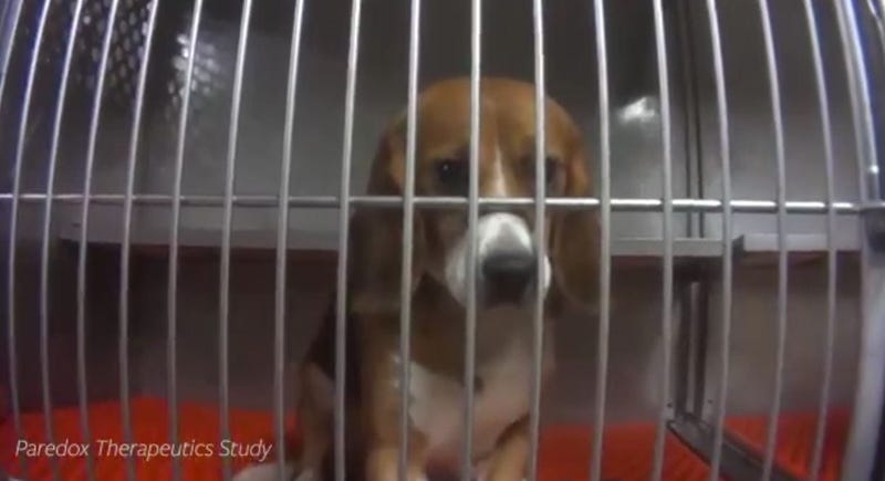 Dow Beagles