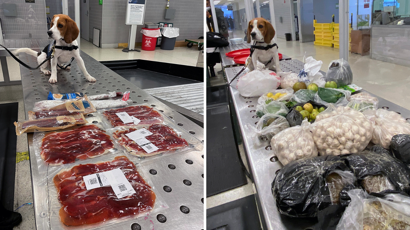 US customs beagle sniffs out 44 pounds of illegal beef, vegetables at PHL Airport