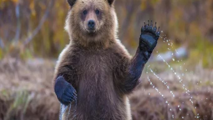 Bear crashes wedding reception stealing food off table