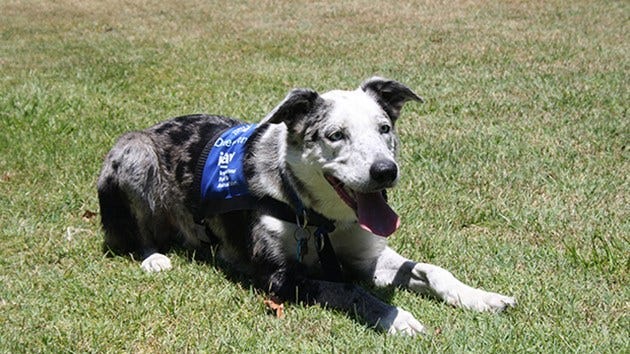 Bear, Koala rescue dog
