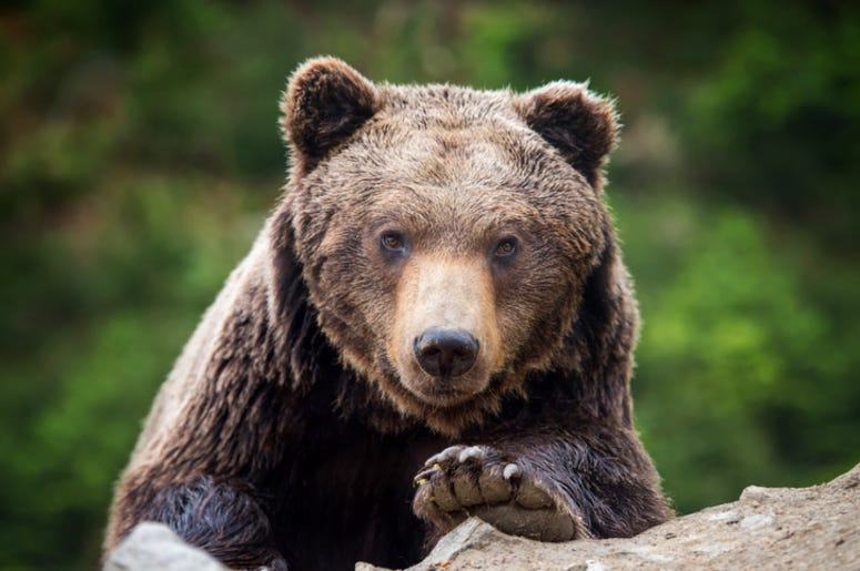 Bear