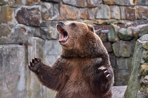 Bear