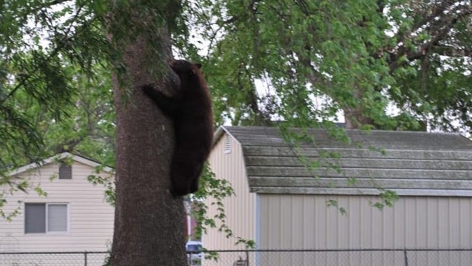 Authorities confirm new bear sighting in St. Louis area