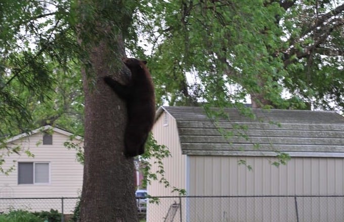 bear sighting