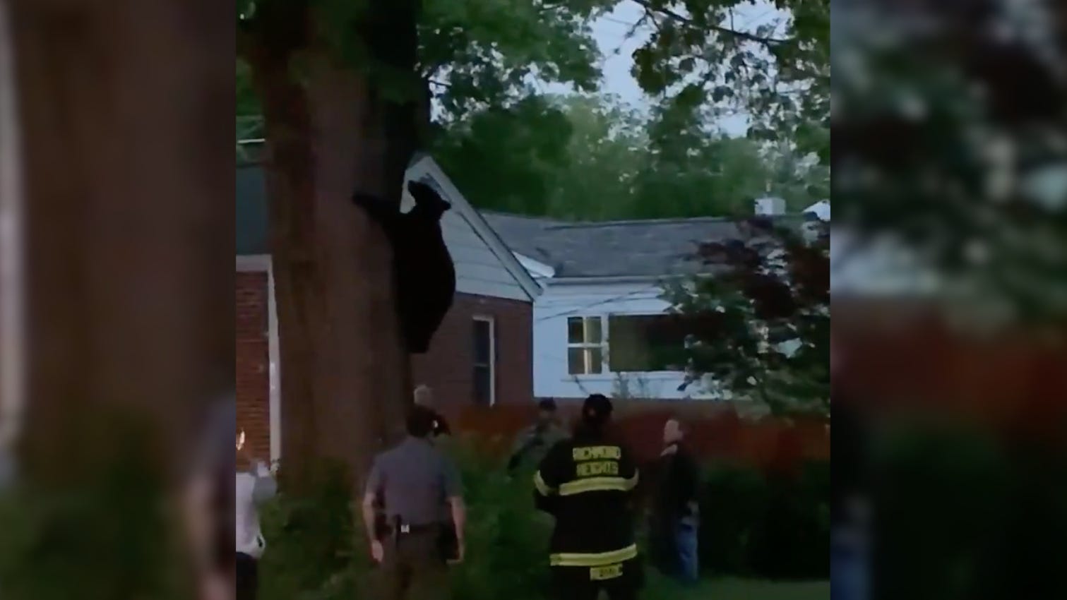 WATCH: Bear tranquilized, gently falls from tree after romping through St. Louis suburbs