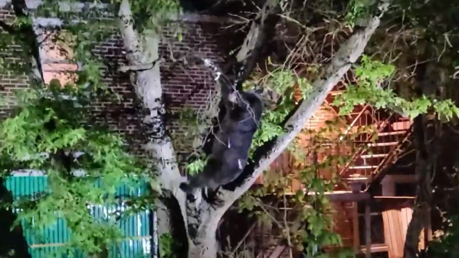 Watch: Bear captured from tree in Delco yard