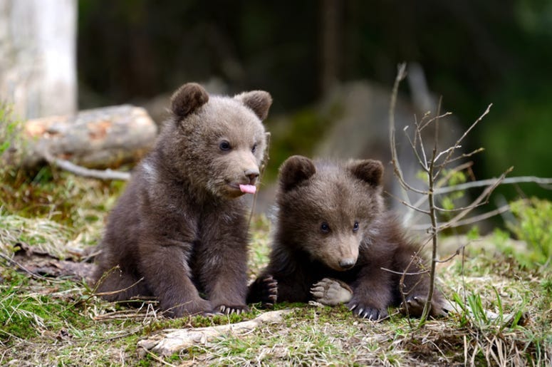 Bear_Cub