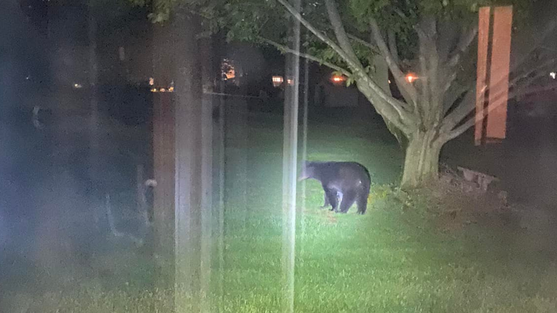 Bear spotted in Hatfield Township