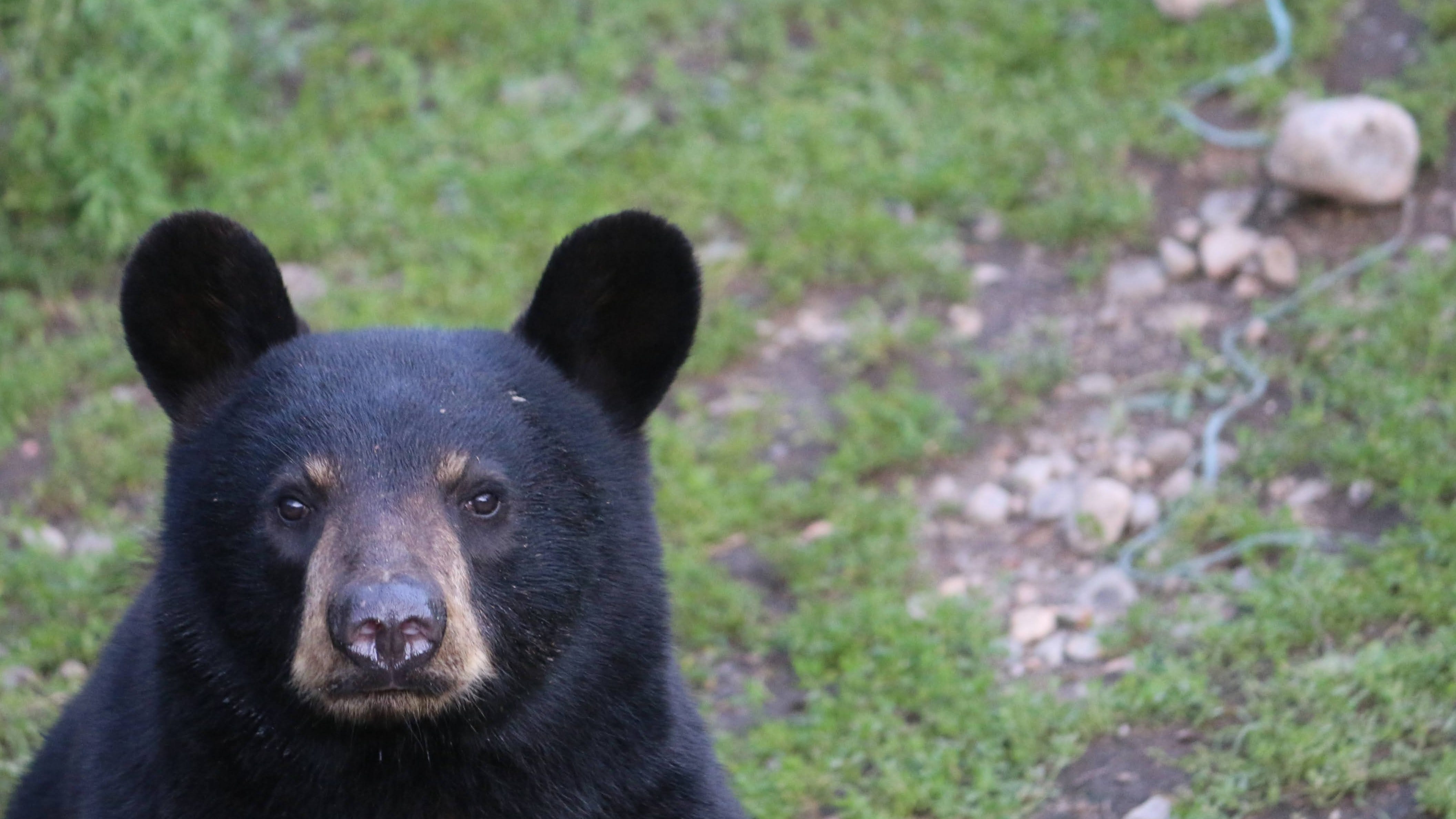 Reports of black bears seen in Southwest Michigan, DNR says