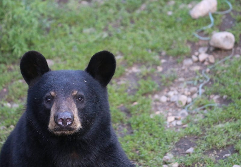 bear