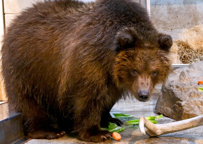 bear at Brookfield Zoo