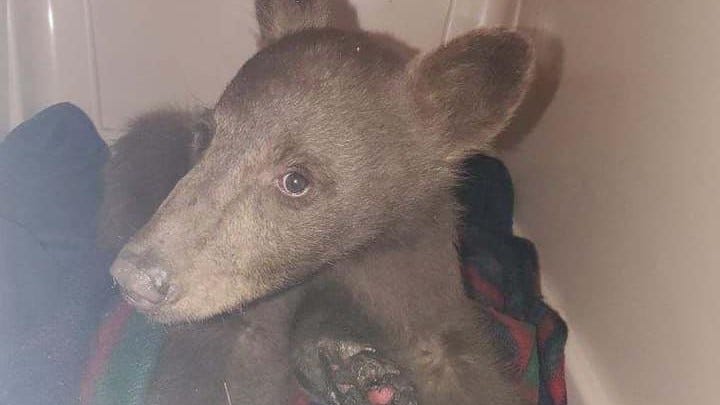 VIDEO: Bear cub ‘Tamarack’ rescued near Lake Tahoe wildfire with burned paws