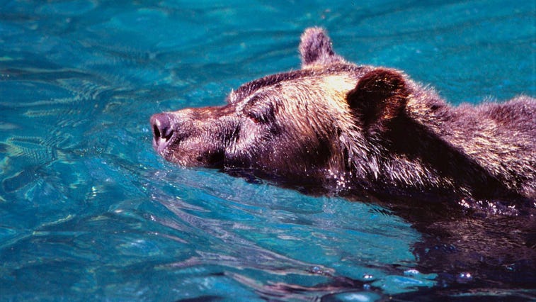 WATCH: Family catches bear chilling in their backyard pool