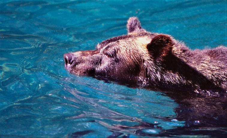 Swimming bears