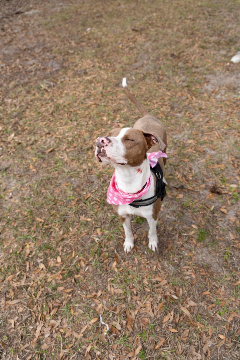 Beau-The Humane Society of North Central Florida