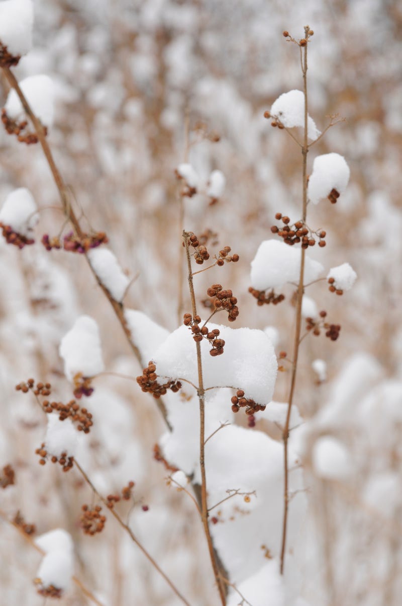 winter berries
