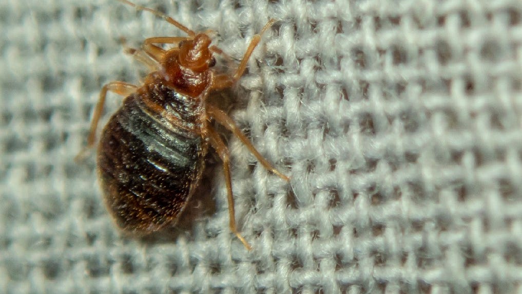 Woman sets car, herself on fire while trying to kill bedbugs: sheriff