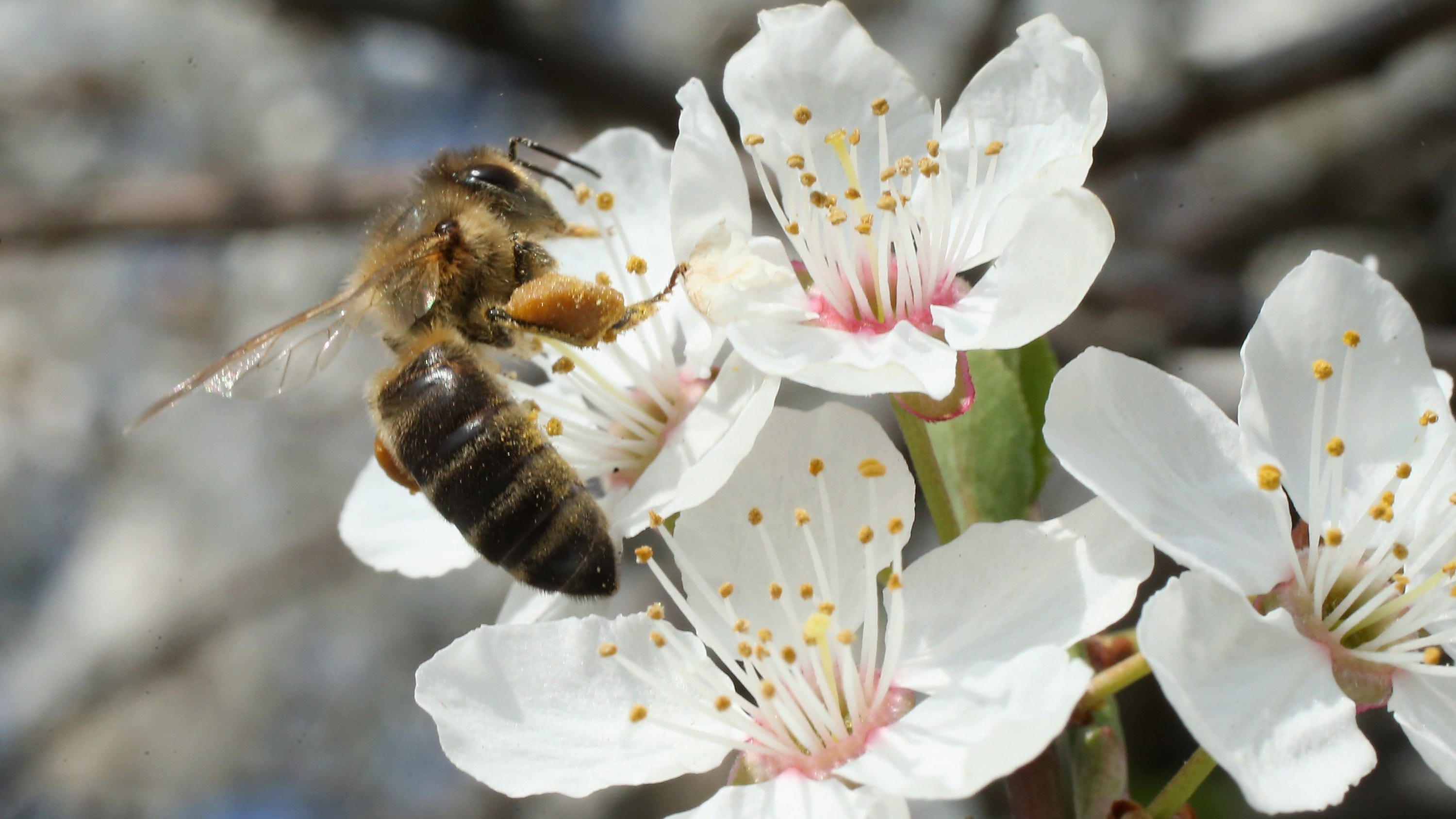 Wildfire Smoke May Cause Problems For California Bees