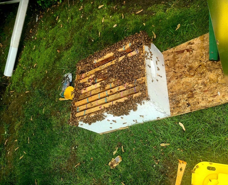 Bees Removed From Aurora